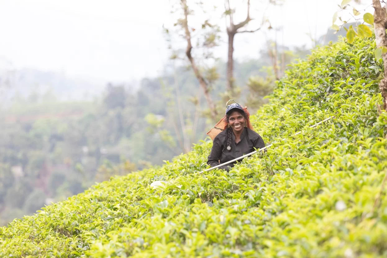 Black Tea Forest Fruit